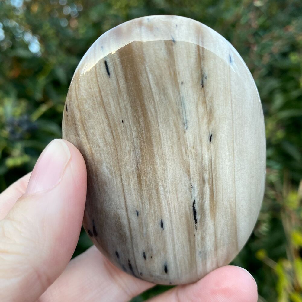 Petrified Wood Palm Stone