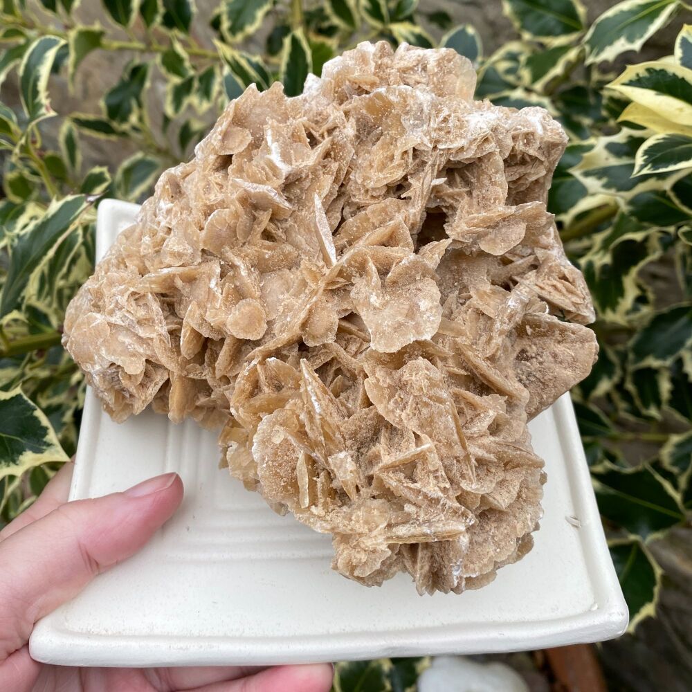 Desert Rose large chunk with plate