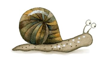 Snail