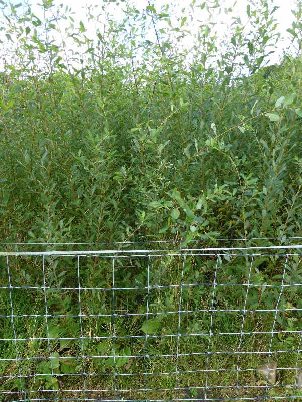 purple willow full