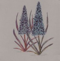 Flowers | Purple Lupin, clay