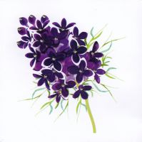 Flowers | Purple Lilac