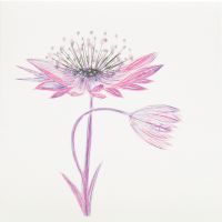 Astrantia (Pink) - 33PG