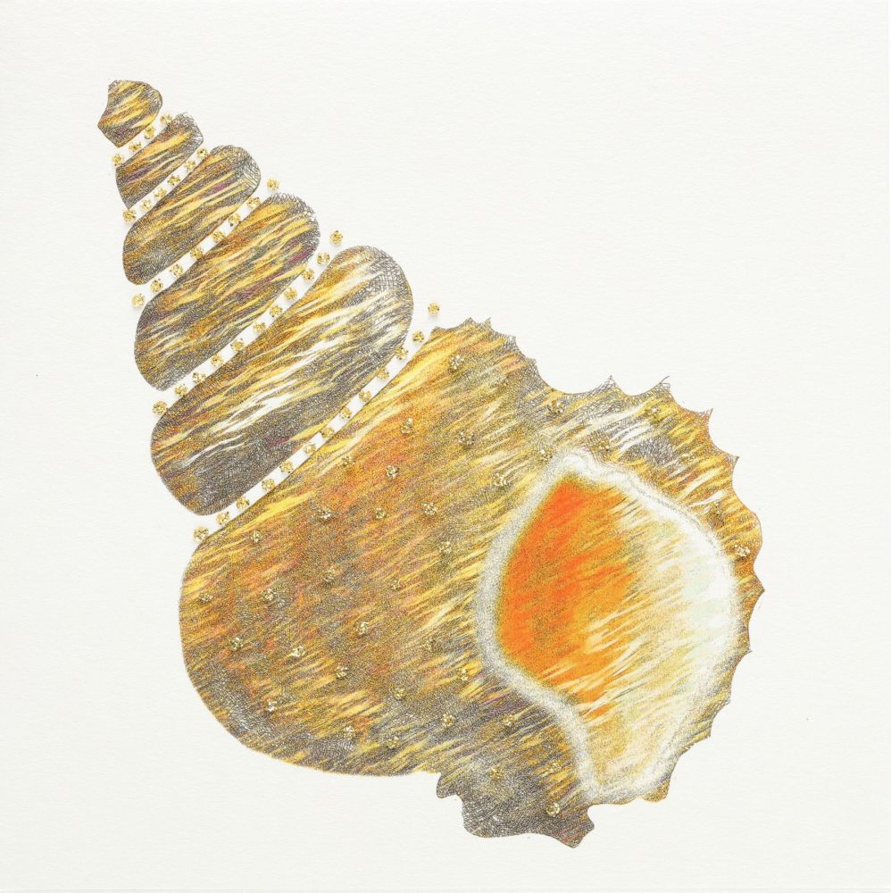 Seashell ( Gold )