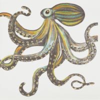 Octopus ( Gold ) - 398AG