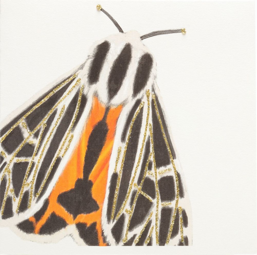 Moth ( orange )