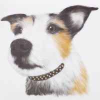 Jack Russell Lola ( Close-up ) - 348W
