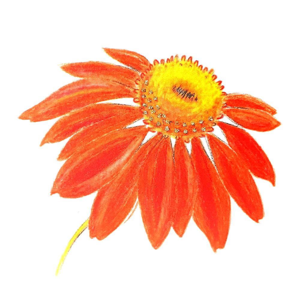 Echinacea (Orange ) - 436G