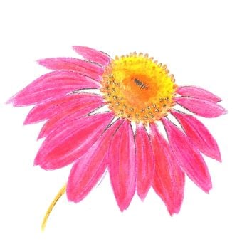 Echinacea ( Pink ) - 437G