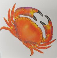 Crab - 01G