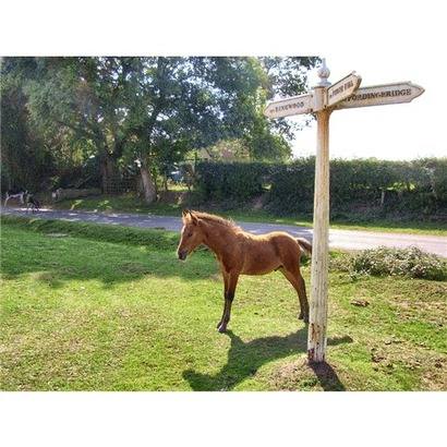 foal by signpost