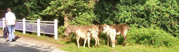 Donkeys