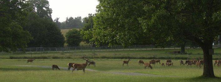 deer at Burley 2