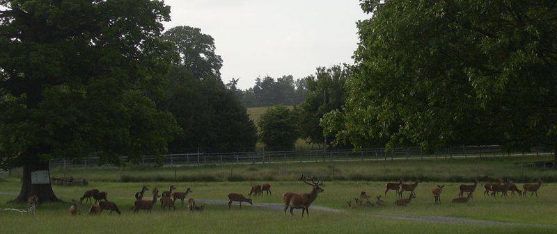 deer at Burley 3