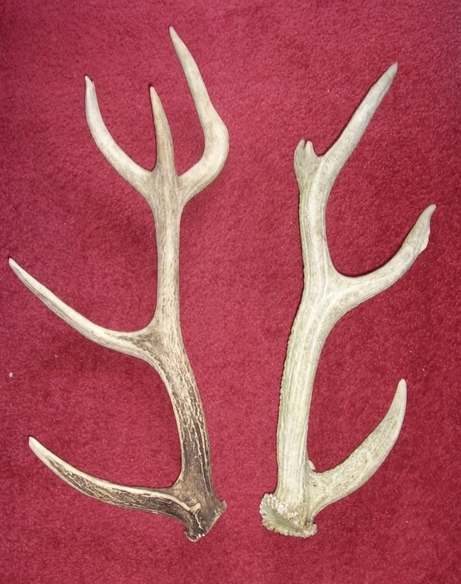 antlers 001