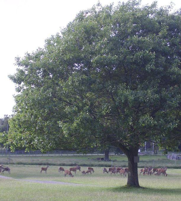 deer and oak tree