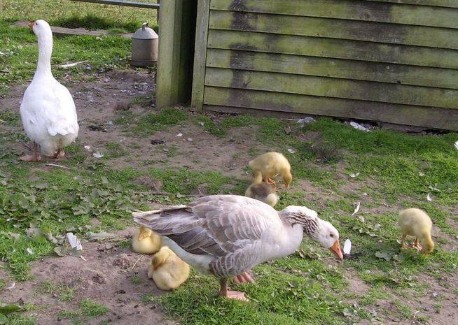 gees and goslings