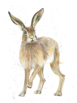 Hansel- Hare Wildlife Art Print