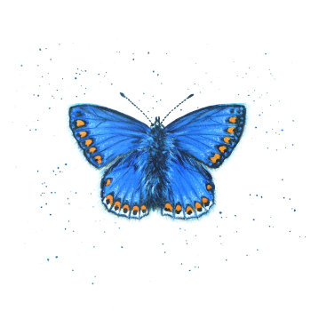 Common Blue Butterfly Print