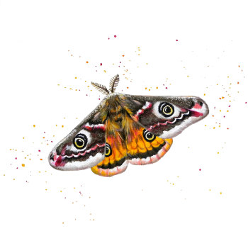 Emperor Moth Print