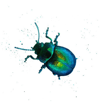 Tansy Beetle Print