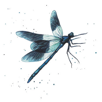 Damselfly Print