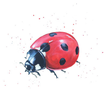 Ladybird Print