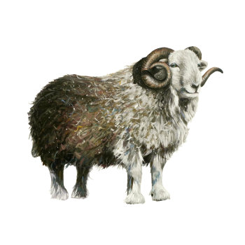 Herdwick Ram Art Print