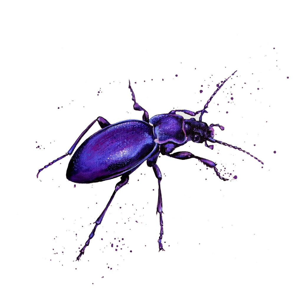 Violet Ground Beetle Card