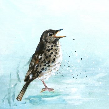 Song Thrush Art Print