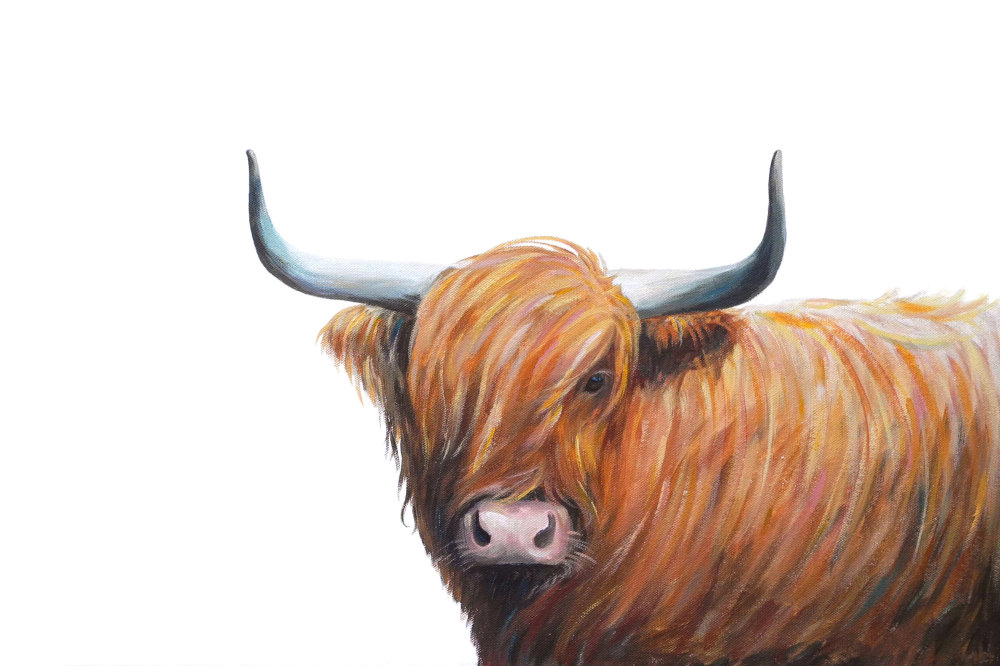Hamish- Highland Cow