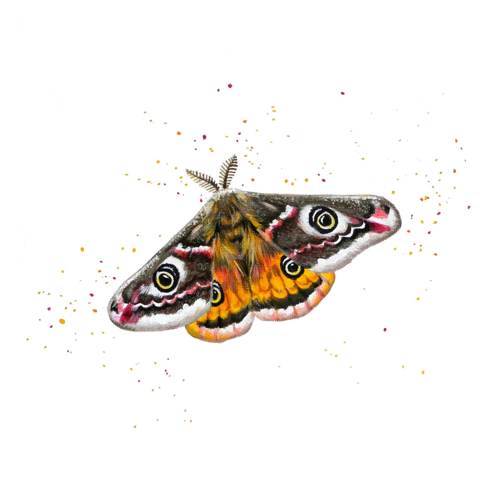 Emperor Moth 