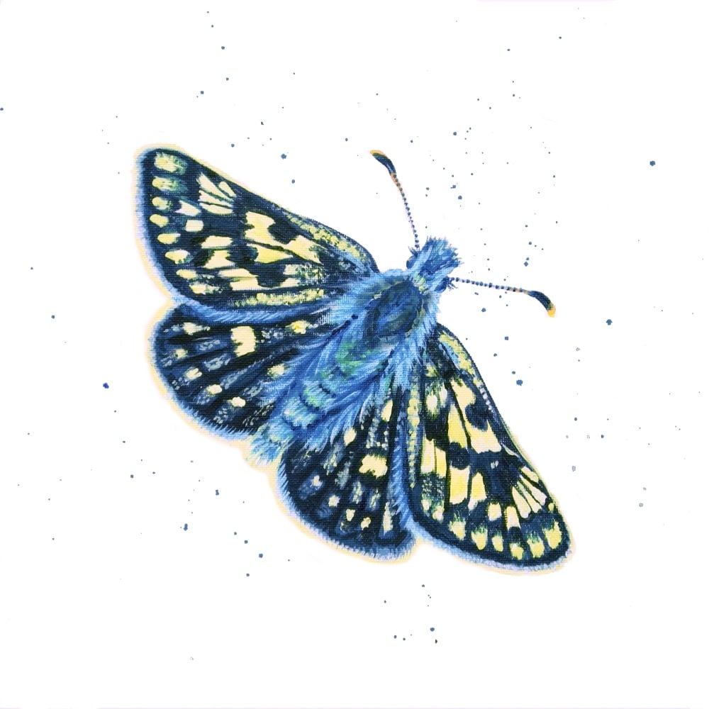 Chequered Skipper Butterfly