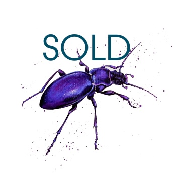 SOLD- Violet Ground Beetle
