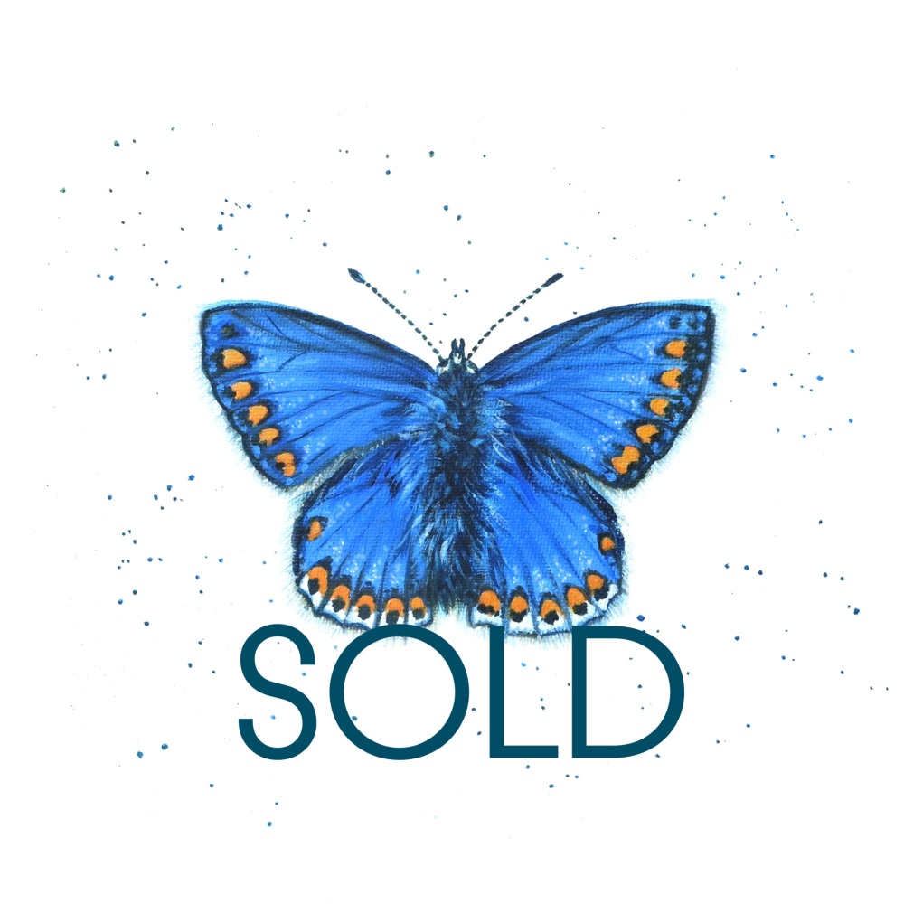 SOLD- Common Blue Butterfly