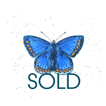 SOLD- Common Blue Butterfly