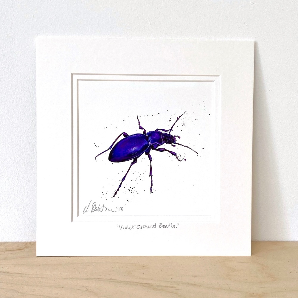 Violet Ground Beetle Mini Print