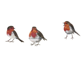 Cheeky Robins PRINT