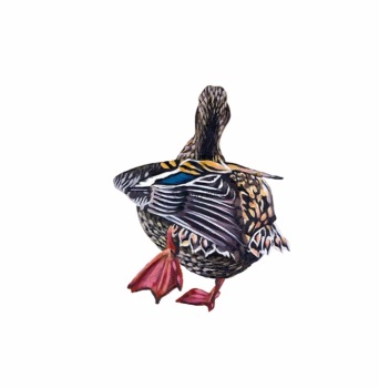 Fat Duck Art Print