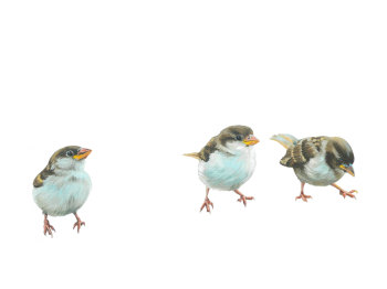 Sparrows PRINT