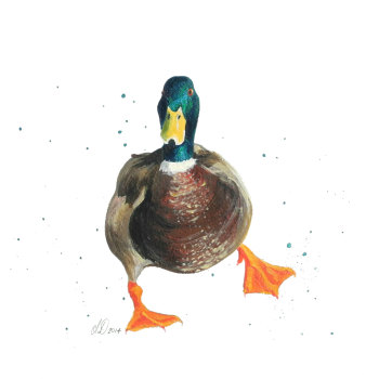 Mallard Duck Art Print