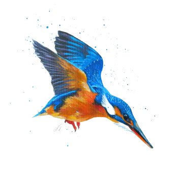 Kingfisher Dive Art Print
