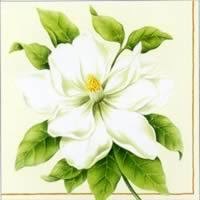 Botanic Magnolia, 25 x 25cm (66b)