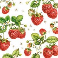 Strawberry Plant, 25 x 25cm (49b)