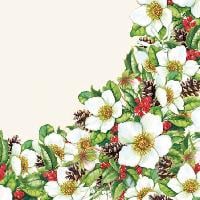 Helleborus Cream, 25 x 25cm (36b)