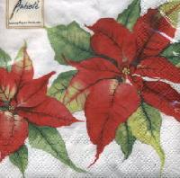 Poinettia Joel, 25 x 25cm (33b)