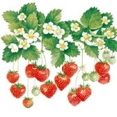 Summer Fruits 25x25 (18b)