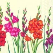Gladioli Cream 25x25 (9b)