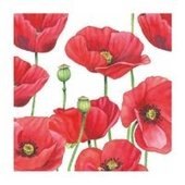 Coquelicot 25x25 (1b)