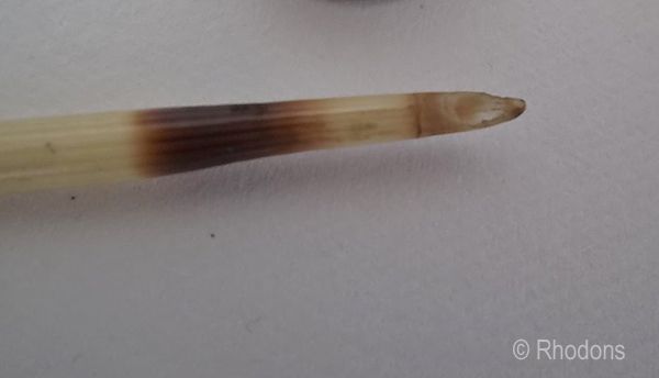 Antique Porcupine Quill Dip Pen